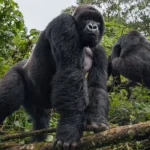 What Illnesses Do Gorillas Suffer From?