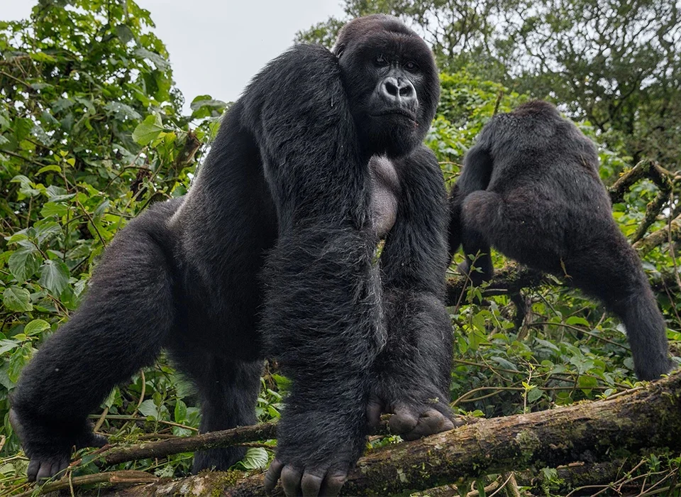 What Illnesses Do Gorillas Suffer From?
