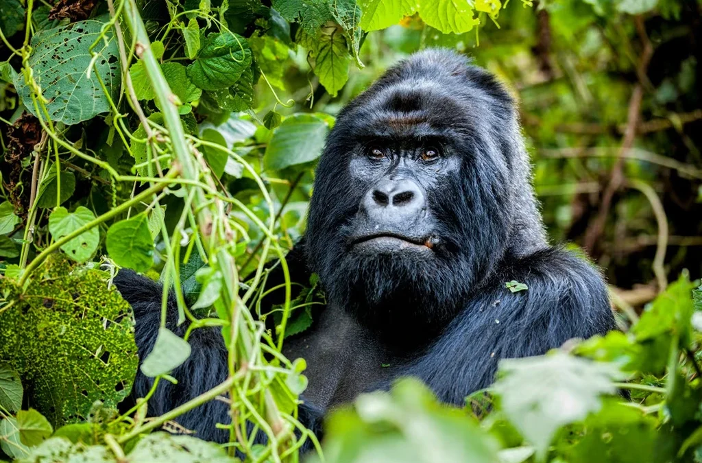Why Are There Age Limits for Gorilla Trekking?