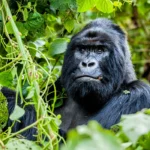 Why Are There Age Limits for Gorilla Trekking?