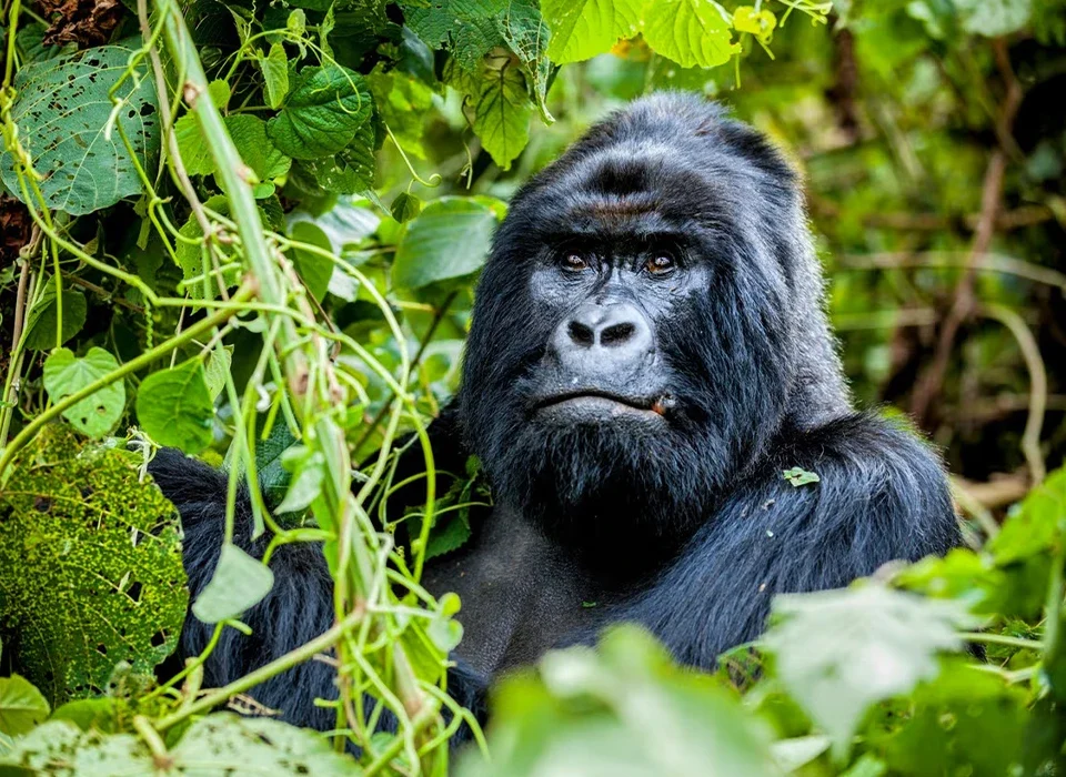 Why Are There Age Limits for Gorilla Trekking?