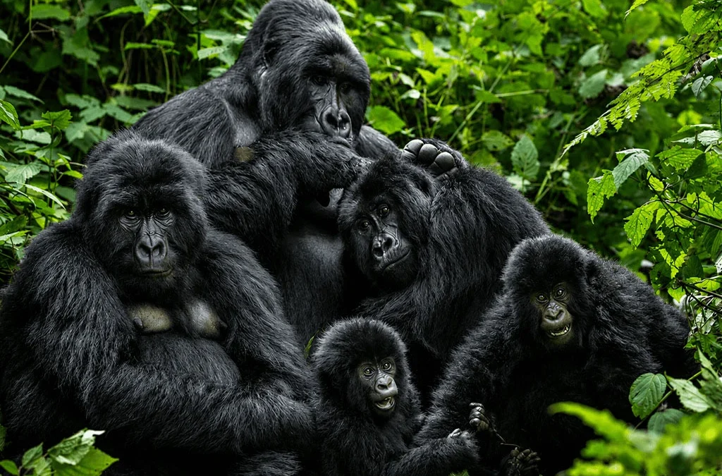 Why Gorilla Habituation Beats Quick Treks in Uganda
