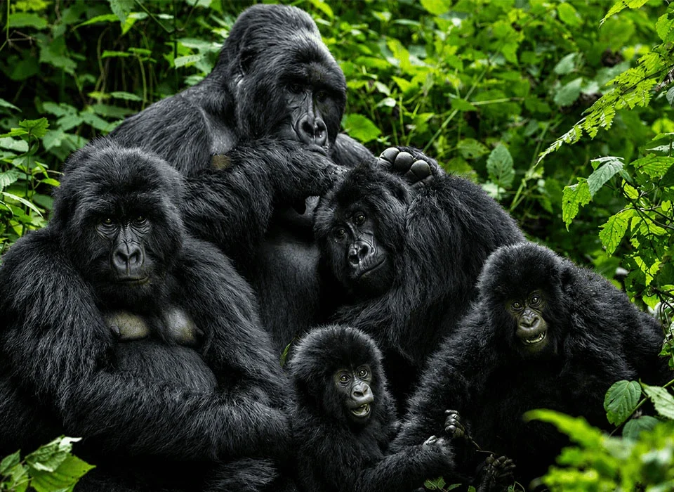 Why Gorilla Habituation Beats Quick Treks in Uganda