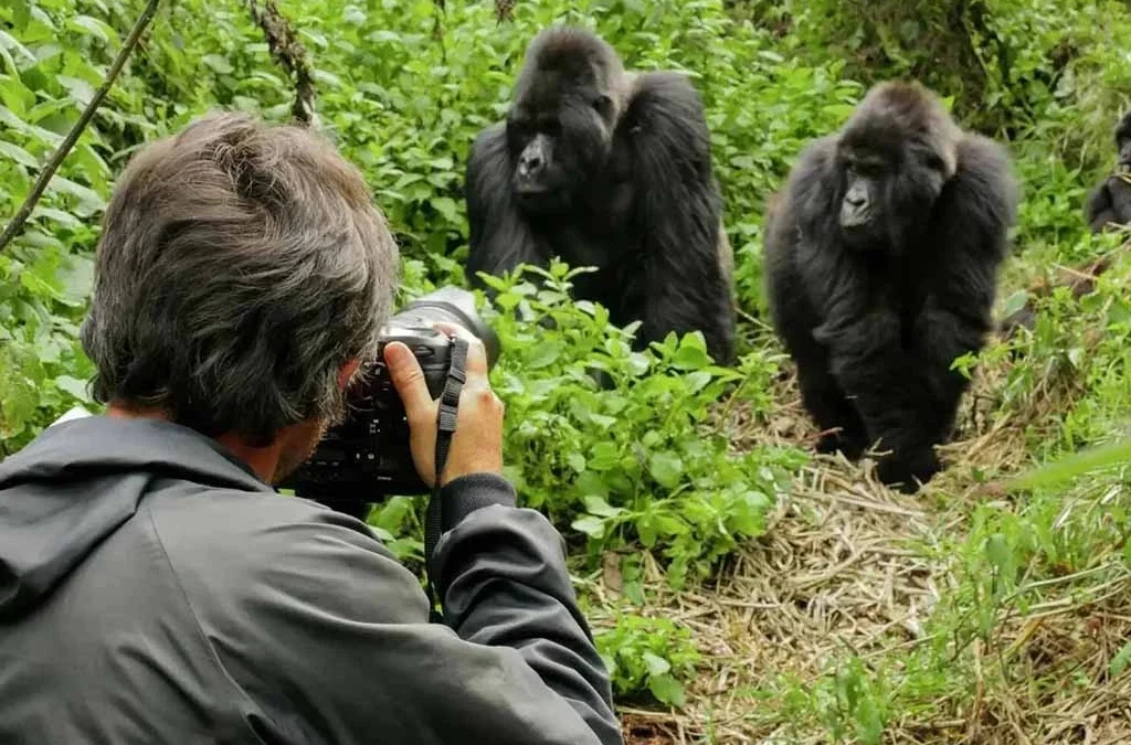 How Long Is Gorilla Trekking in Rwanda?