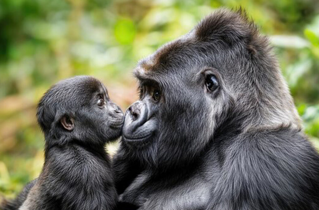 Buying Uganda Gorilla Permits: A Complete Guide for Gorilla Trekking