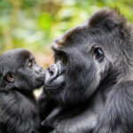 Buying Uganda Gorilla Permits: A Complete Guide for Gorilla Trekking