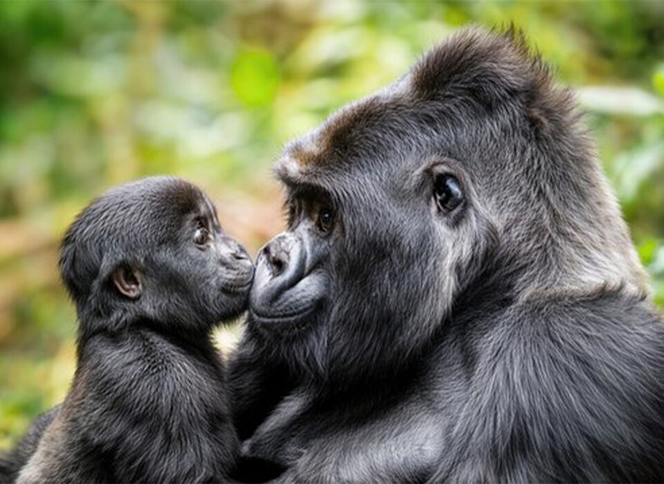 Buying Uganda Gorilla Permits: A Complete Guide for Gorilla Trekking