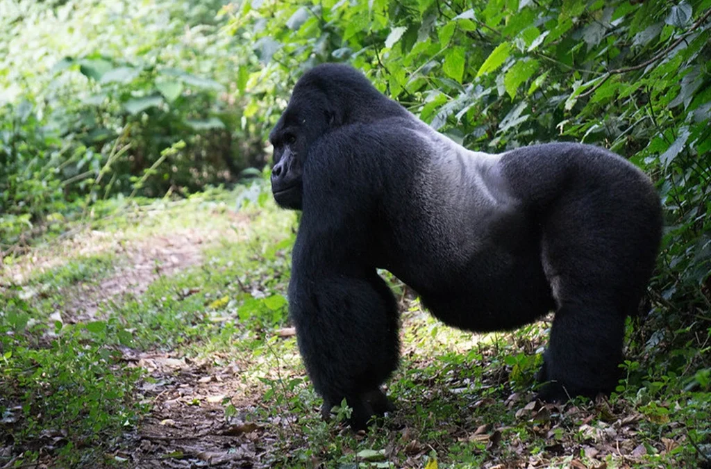 Gorilla Trekking Success Rate in Uganda