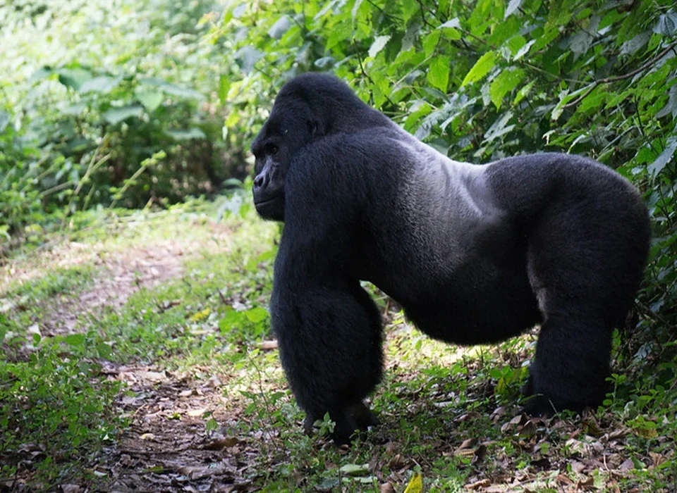 Gorilla Trekking Success Rate in Uganda
