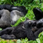 Gorilla Trekking Tours in Bwindi Forest, Uganda