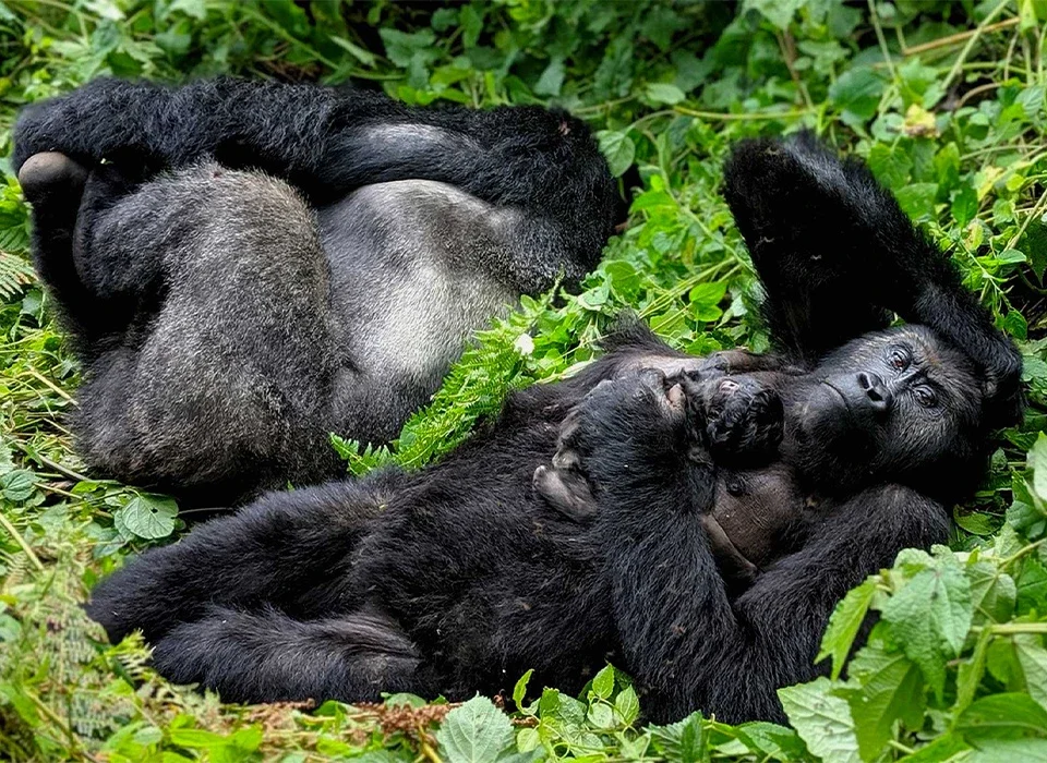 Gorilla Trekking Tours in Bwindi Forest, Uganda
