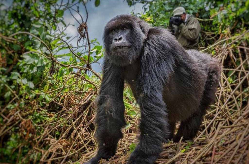 Gorilla Trekking Etiquette: Rules Every Visitor Should Know