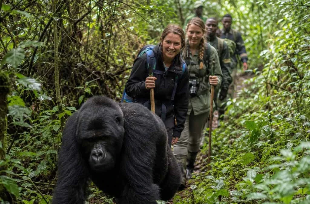 Why Choose Affordable Gorilla Trekking Uganda Packages?