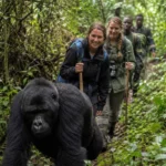 Why Choose Affordable Gorilla Trekking Uganda Packages?