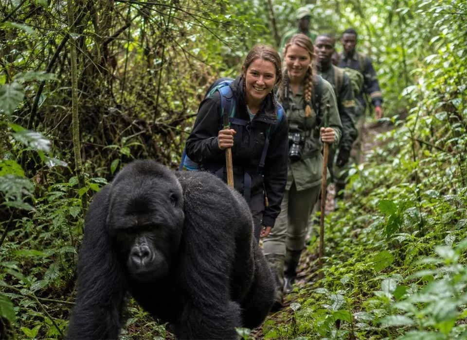 Why Choose Affordable Gorilla Trekking Uganda Packages?