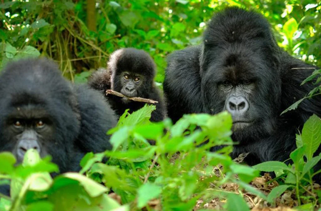 All You Need to Know About Gorilla Trekking in Volcanoes National Park