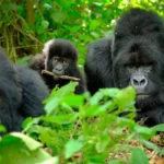 All You Need to Know About Gorilla Trekking in Volcanoes National Park