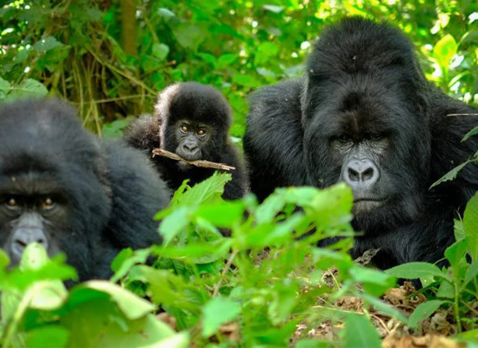 All You Need to Know About Gorilla Trekking in Volcanoes National Park
