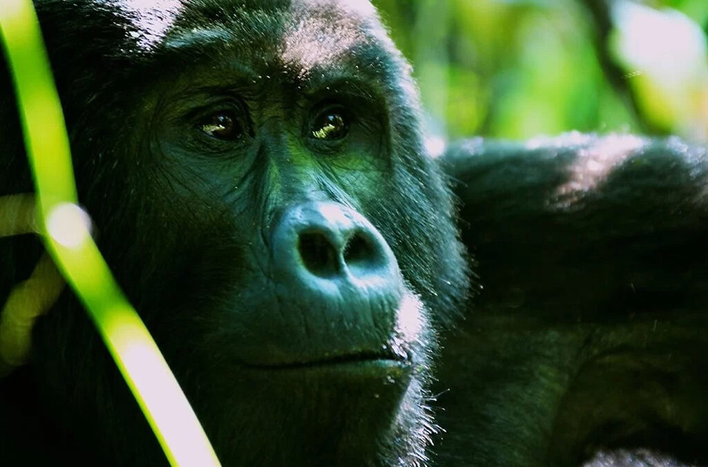 How Long Do You Stay with Gorillas During a Trek?