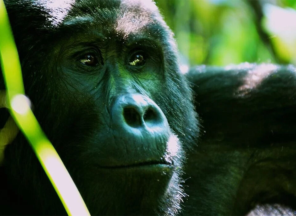 How Long Do You Stay with Gorillas During a Trek?