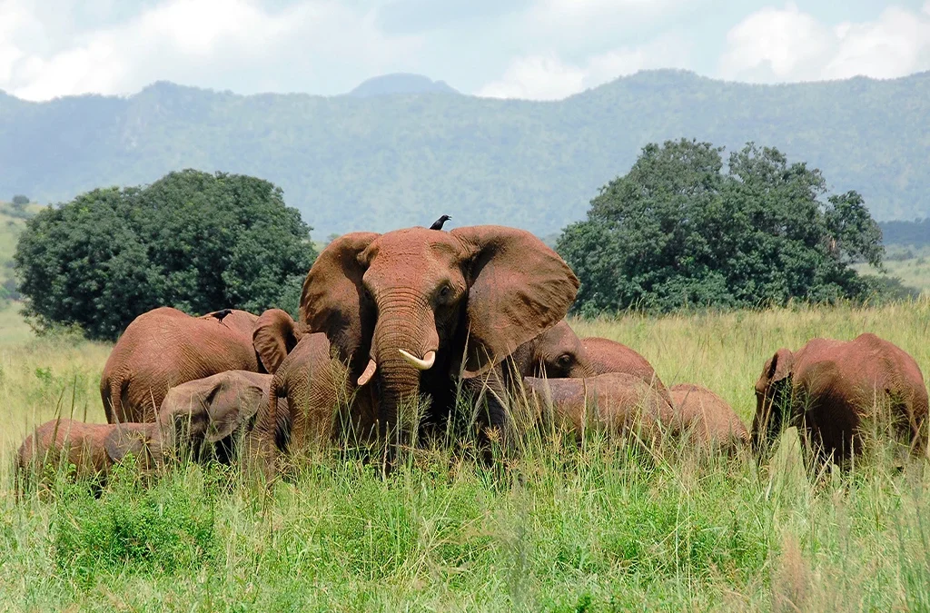 Why Kidepo Stands Out Among Uganda’s Parks