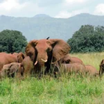 Why Kidepo Stands Out Among Uganda’s Parks