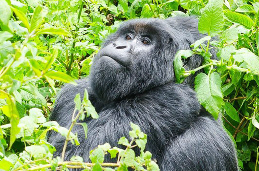Gorilla Trekking in Mgahinga Gorilla National Park