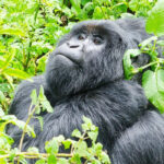 Gorilla Trekking in Mgahinga Gorilla National Park