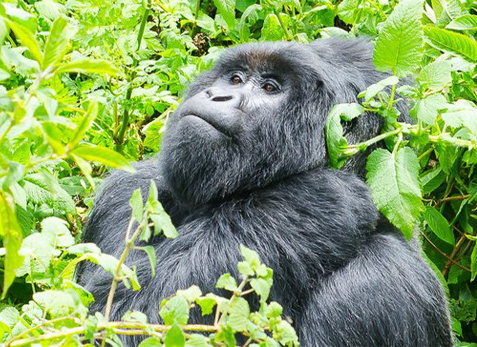Gorilla Trekking in Mgahinga Gorilla National Park