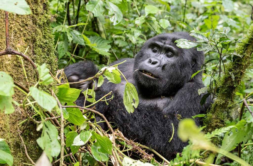 Why Choose a Rwanda-Uganda Gorilla Safari?