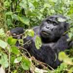 Why Choose a Rwanda-Uganda Gorilla Safari?
