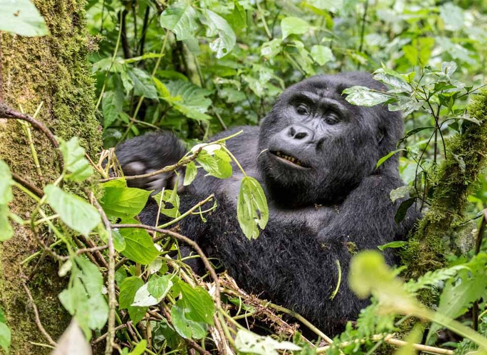Why Choose a Rwanda-Uganda Gorilla Safari?