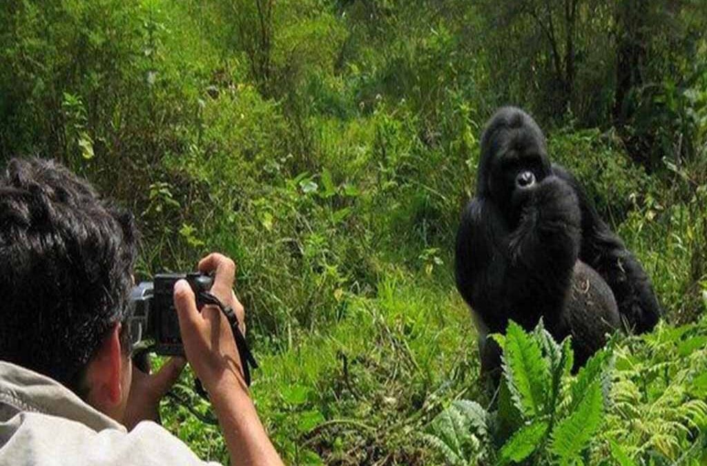 Is Rwanda Gorilla Trekking Really Worth It?