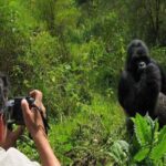 Is Rwanda Gorilla Trekking Really Worth It?