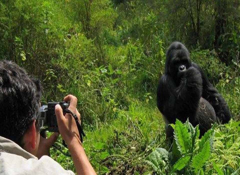 Is Rwanda Gorilla Trekking Really Worth It?
