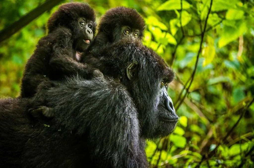 How Much Does Gorilla Trekking Cost in Rwanda? 