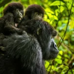 How Much Does Gorilla Trekking Cost in Rwanda? 