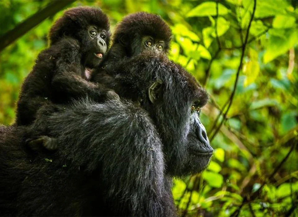 How Much Does Gorilla Trekking Cost in Rwanda? 