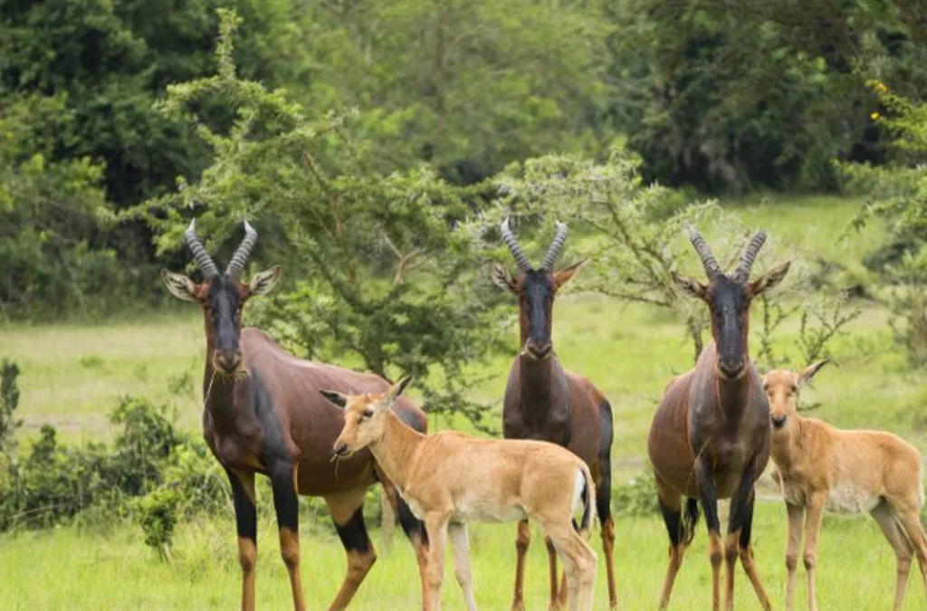 Top National Parks and Wildlife Reserves to Visit in Uganda