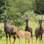 Top National Parks and Wildlife Reserves to Visit in Uganda