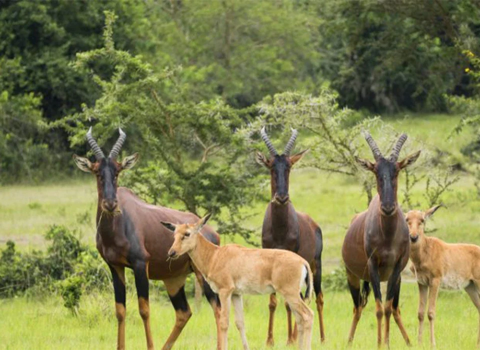 Top National Parks and Wildlife Reserves to Visit in Uganda