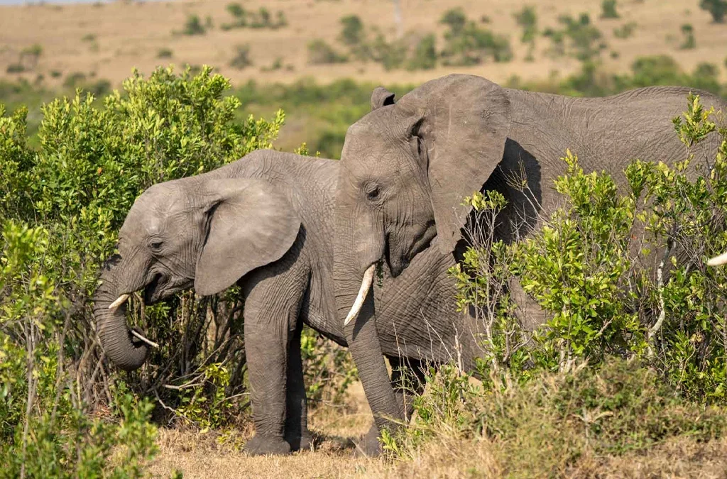 Top Things to Do During Your Safari in Rwanda