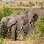 Top Things to Do During Your Safari in Rwanda