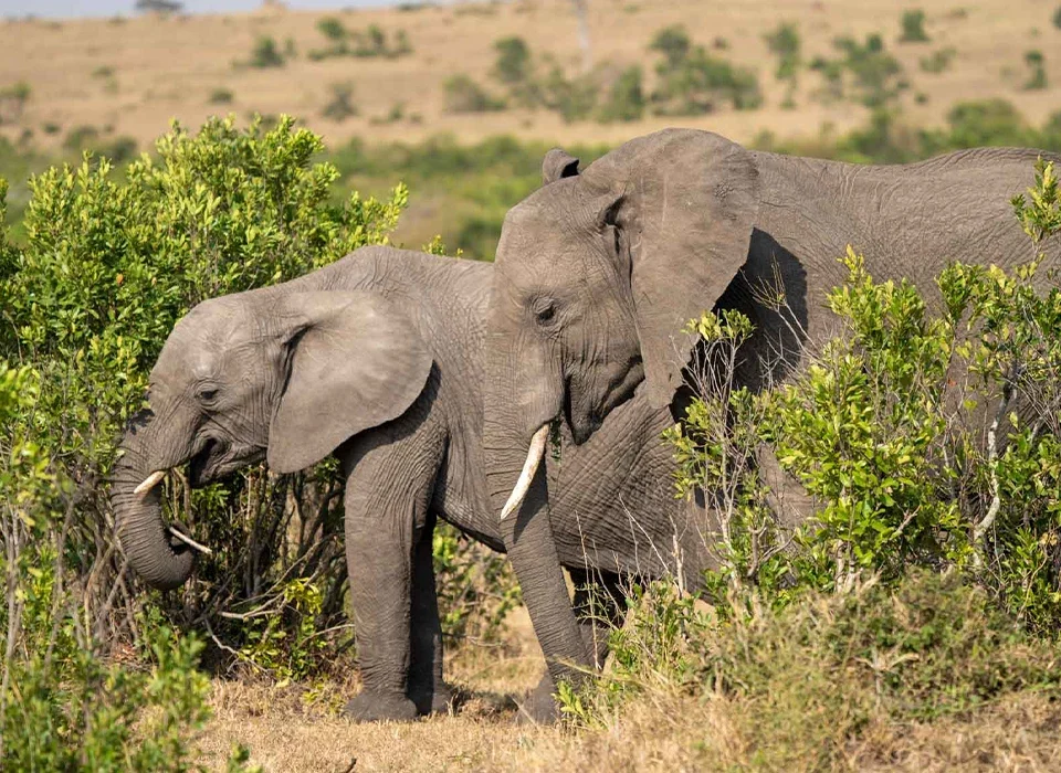 Top Things to Do During Your Safari in Rwanda