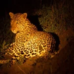 Where to Go for Night Game Drives in Uganda