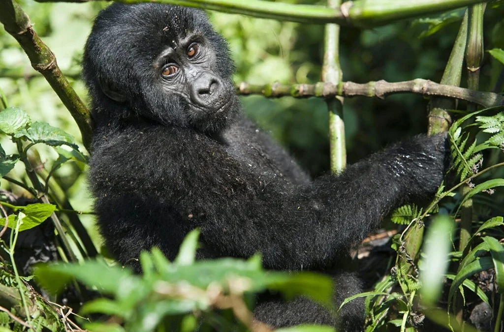 Who Should Choose Rwanda Gorilla Trekking?