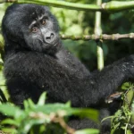 Who Should Choose Rwanda Gorilla Trekking?
