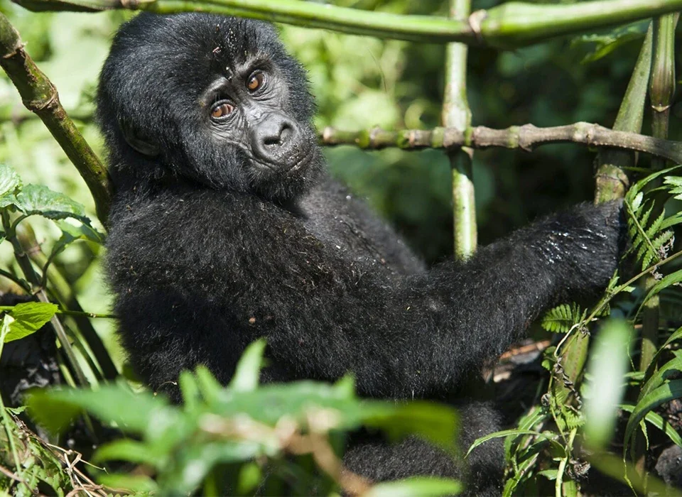 Who Should Choose Rwanda Gorilla Trekking?
