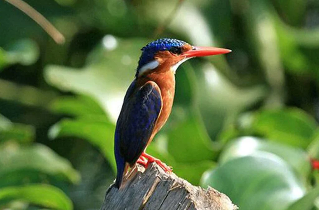 Best Bird Watching Destinations in Rwanda