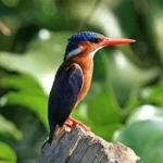 Best Bird Watching Destinations in Rwanda